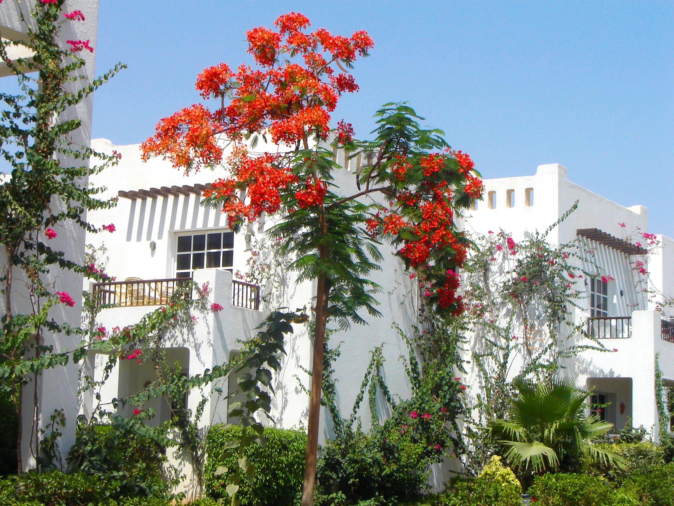 Delta Sharm Resort ,Official Web, Delta Rent, Sharm El Sheikh, South Sinai, Egypt Eksteriør billede
